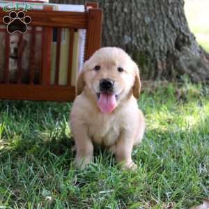Lacey, Golden Retriever Puppy