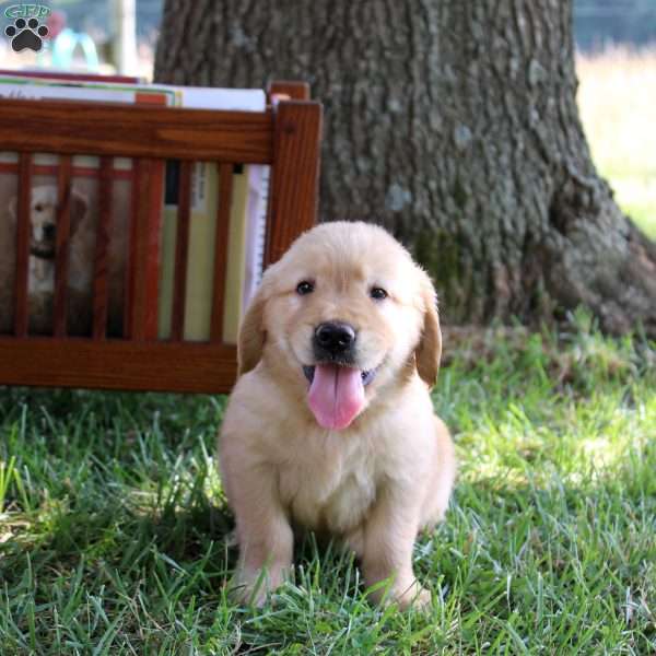 Lacey, Golden Retriever Puppy