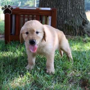 Lacey, Golden Retriever Puppy