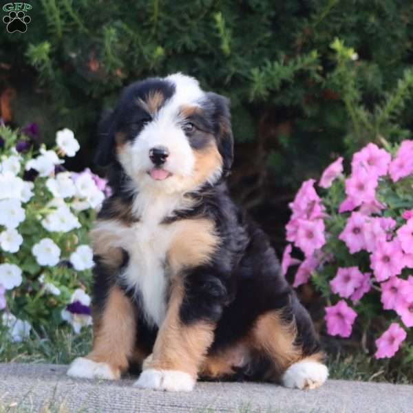 Lady, Mini Bernedoodle Puppy