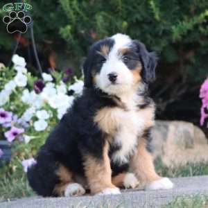 Lady, Mini Bernedoodle Puppy