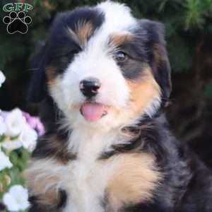 Lady, Mini Bernedoodle Puppy