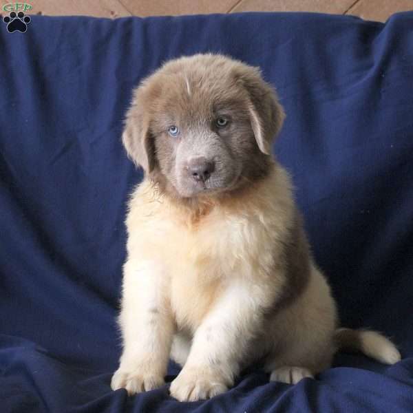 Lamar, Newfoundland Puppy