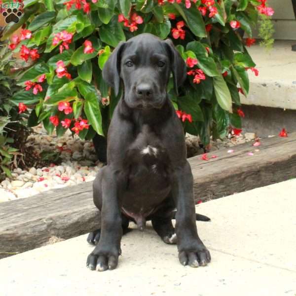 Lancelot, Great Dane Puppy