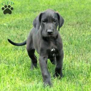 Lancelot, Great Dane Puppy