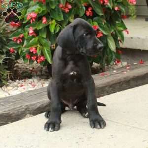 Lancelot, Great Dane Puppy