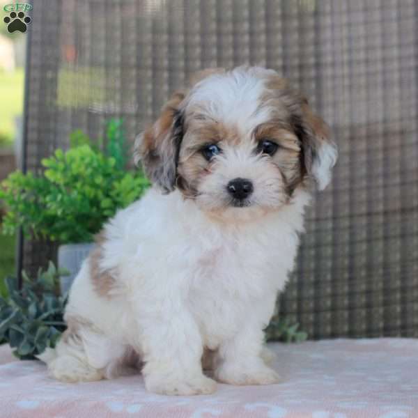 Landon, Shorkie-Poo Puppy