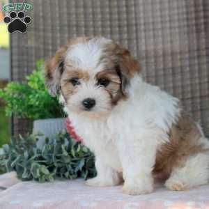 Landon, Shorkie-Poo Puppy