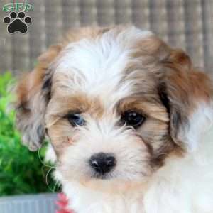 Landon, Shorkie-Poo Puppy