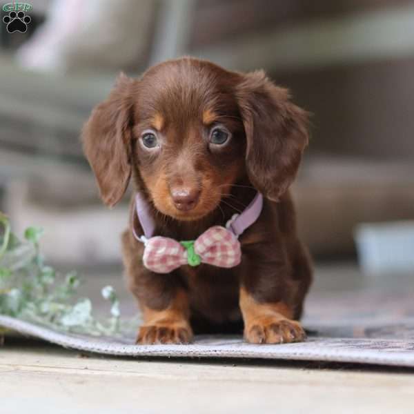 Landry, Dachshund Puppy