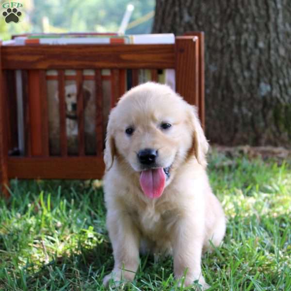 Lara, Golden Retriever Puppy