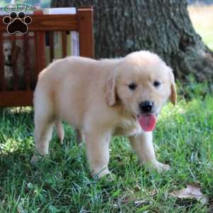 Lara, Golden Retriever Puppy