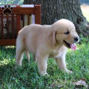 Lara, Golden Retriever Puppy
