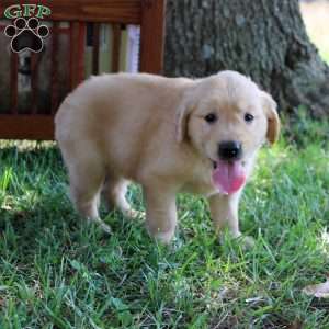 Leila, Golden Retriever Puppy