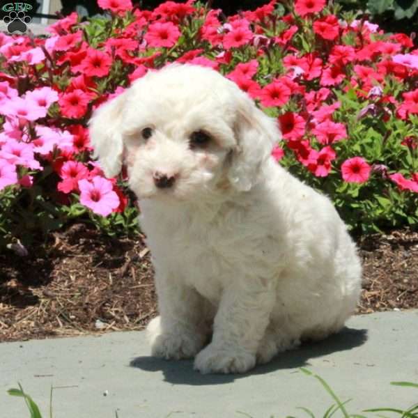 Lassie, Mini Bernedoodle Puppy