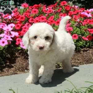 Lassie, Mini Bernedoodle Puppy