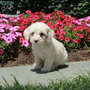 Lassie, Mini Bernedoodle Puppy