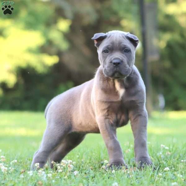 Lassie, Cane Corso Puppy