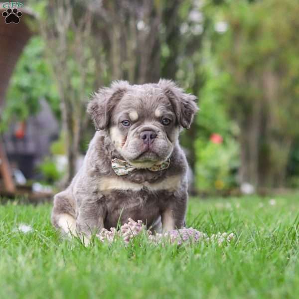 Laura, French Bulldog Puppy