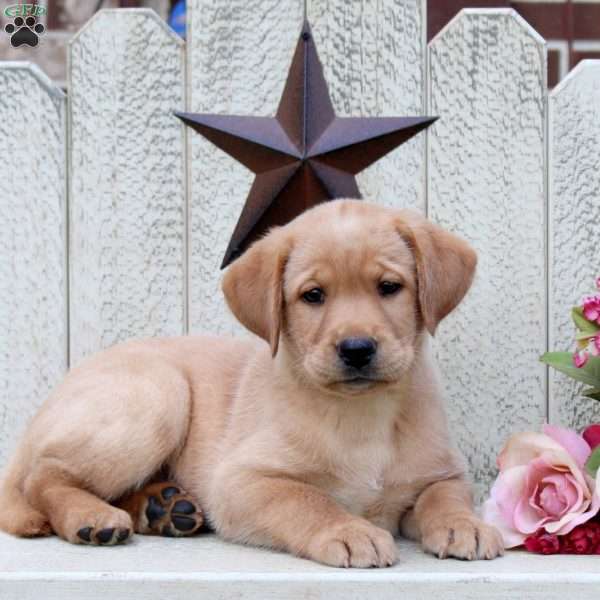 Lauren, Fox Red Labrador Retriever Puppy