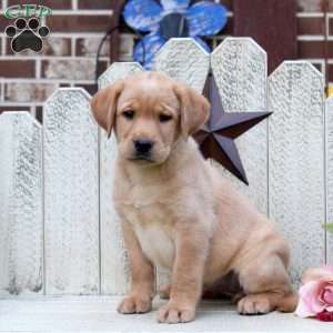 Lauren, Fox Red Labrador Retriever Puppy