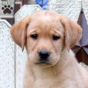 Lauren, Fox Red Labrador Retriever Puppy