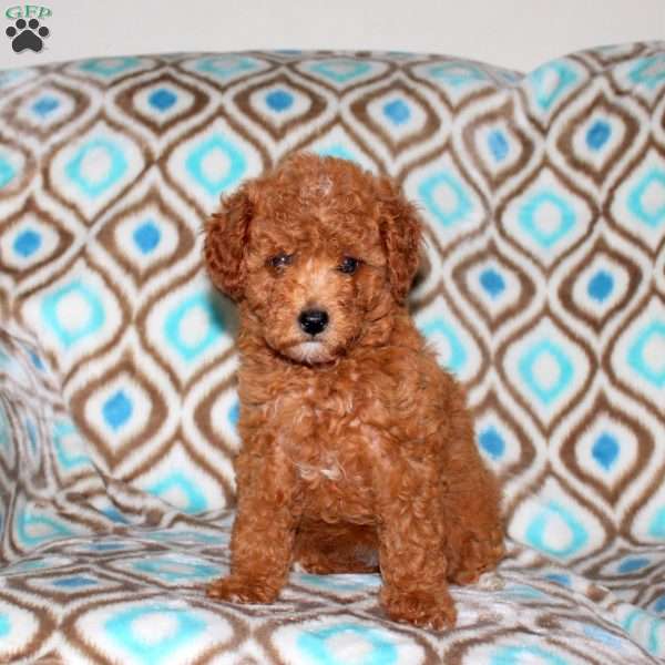 Laurie, Miniature Poodle Puppy