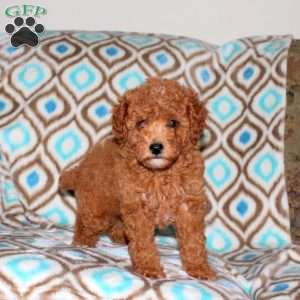 Laurie, Miniature Poodle Puppy