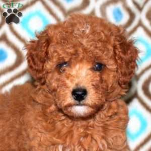 Laurie, Miniature Poodle Puppy
