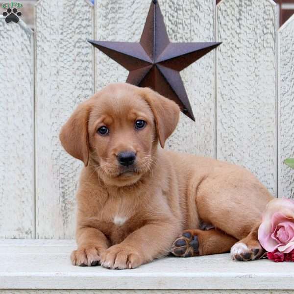 Layna, Fox Red Labrador Retriever Puppy