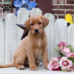Layna, Fox Red Labrador Retriever Puppy
