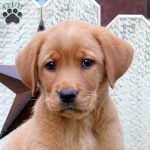 Layna, Fox Red Labrador Retriever Puppy