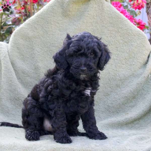 Leah, Miniature Poodle Puppy