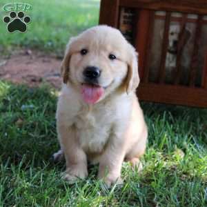Lee, Golden Retriever Puppy