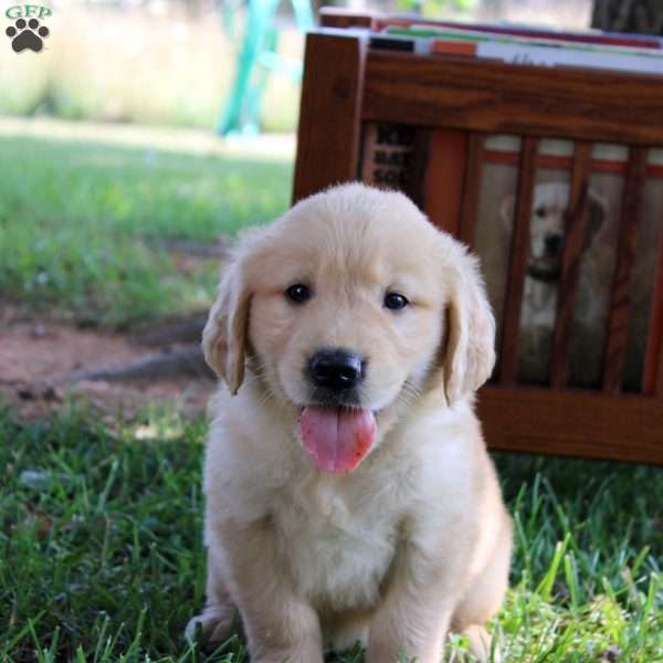 Lee, Golden Retriever Puppy