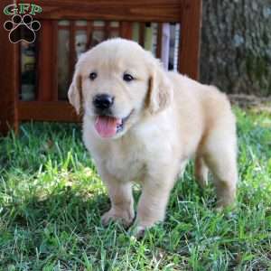 Lee, Golden Retriever Puppy