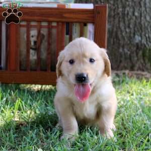 Leila, Golden Retriever Puppy