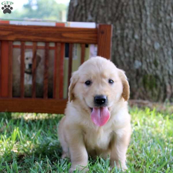 Leila, Golden Retriever Puppy
