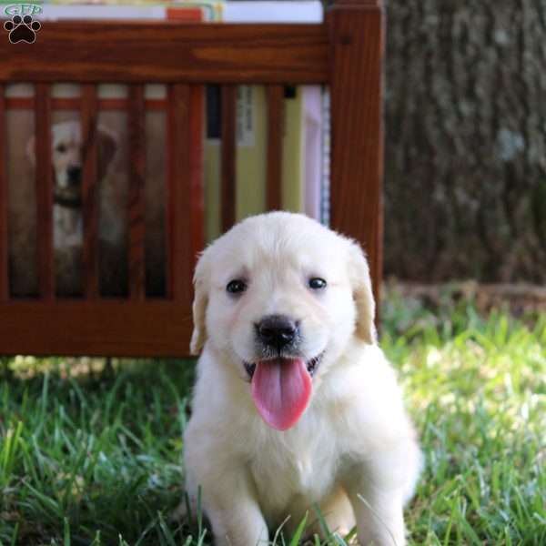 Lena, Golden Retriever Puppy