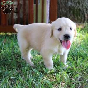 Lena, Golden Retriever Puppy