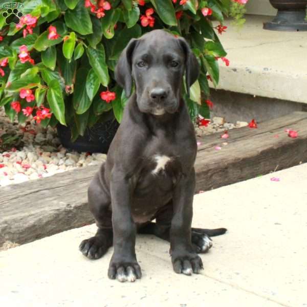 Lenora, Great Dane Puppy
