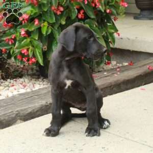 Lenora, Great Dane Puppy