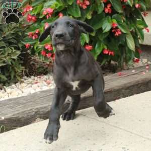 Lenora, Great Dane Puppy