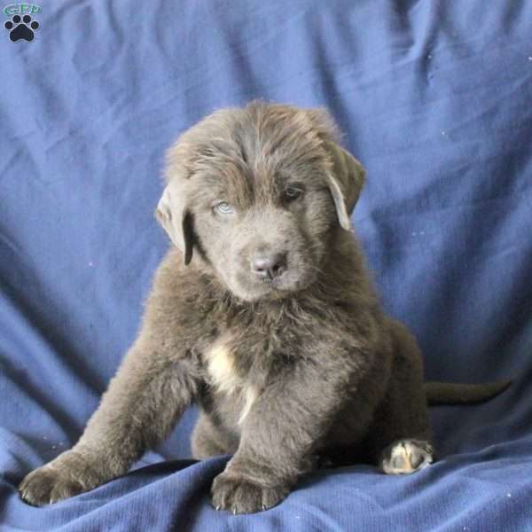Leo, Newfoundland Puppy