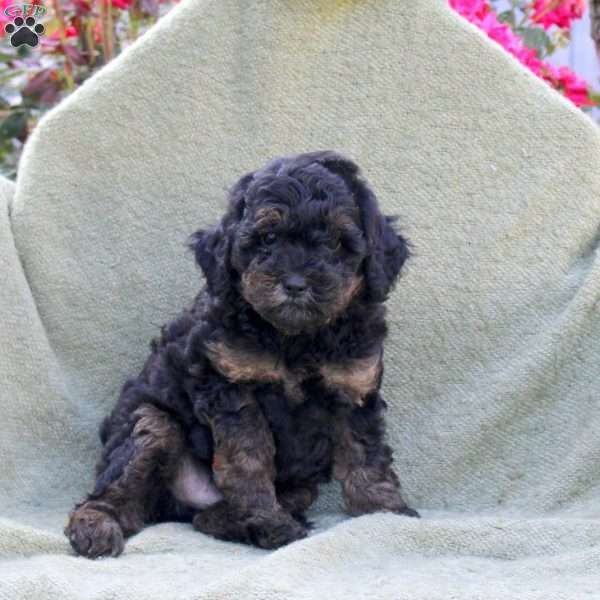 Leo, Miniature Poodle Puppy