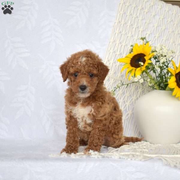 Leo, Mini Goldendoodle Puppy