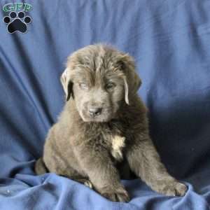 Leo, Newfoundland Puppy