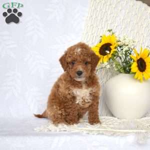 Leo, Mini Goldendoodle Puppy