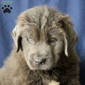 Leo, Newfoundland Puppy