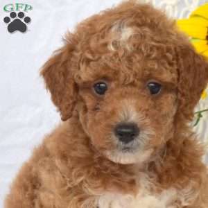 Leo, Mini Goldendoodle Puppy